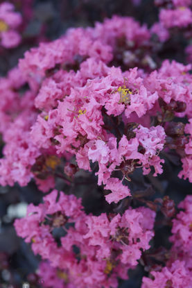 Obraz Lagerstroemia